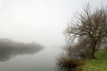 Misty river and willow.