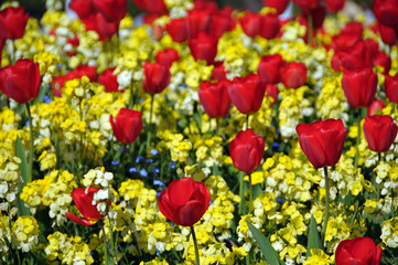 Obraz premium Colourful Wild Flowers and Tulips