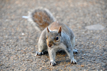 Cute and cuddly squirrel