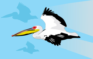 Pelican