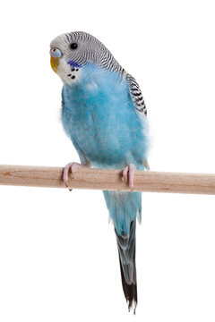 Fototapeta blue budgie