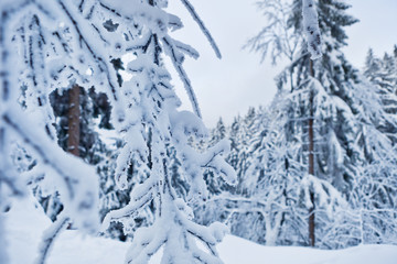 Fototapeta na wymiar winter forest in Harz mountains, Germany