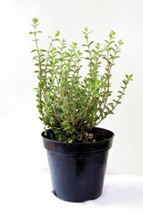 thyme herb in pot