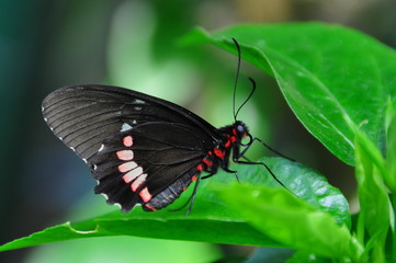 Fototapeta na wymiar Pink Cattleheart Butterfly