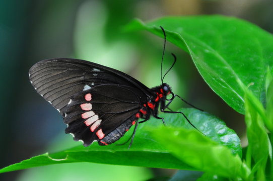 Pink Cattleheart Butterfly