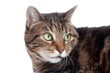 Face of adult tabby cat