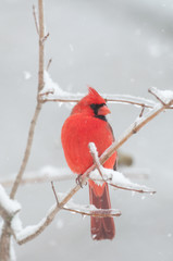 Northern Cardinal perched on snow covered branch