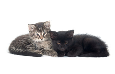 tabby and black kitten resting