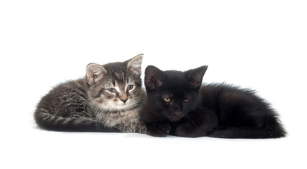 Fototapeta na wymiar tabby and black kitten resting