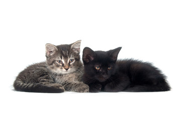 tabby and black kitten resting