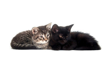 tabby and black kitten resting