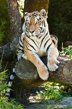 Sibirischer Tiger