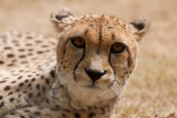 Gepard