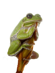 Barking Tree-Frog Perched on a Magnolia Bud