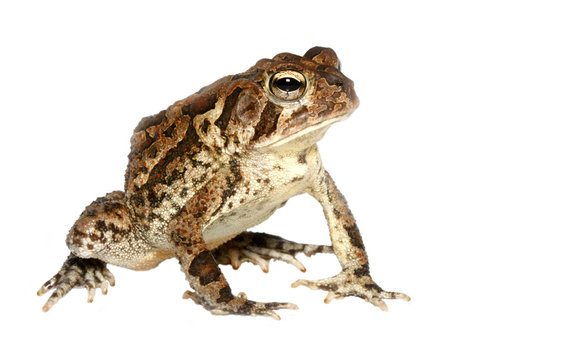 Southern Toad Isolated on White