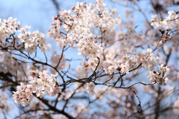 桜　染井吉野