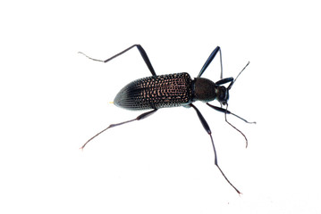 insect ground beetle