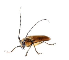 insec long horn beetle