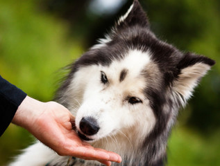 Husky, Sibirischer Husky