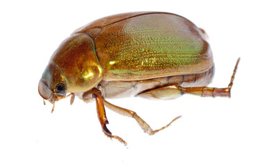 insect scarab beetle