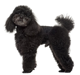 Poodle, 5 years old, standing in front of white background