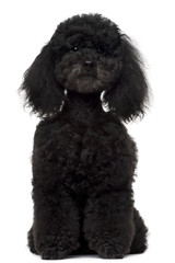Poodle, 5 years old, sitting in front of white background