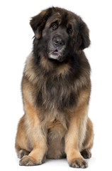 Leonberger, 5 years old, sitting in front of white background