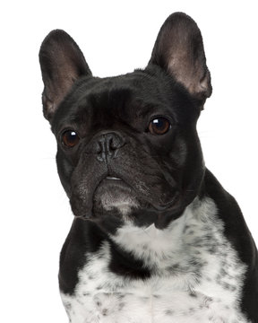 Close-up of French bulldog, 5 years old