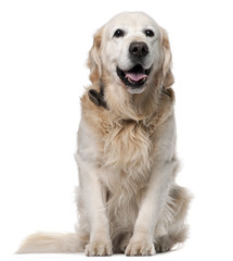 Obraz premium Golden Retriever, 11 years old, sitting