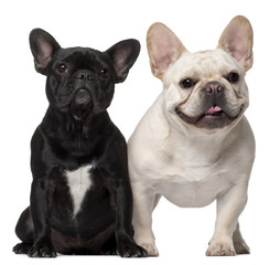 Two French Bulldogs, 18 months old, in front of white background