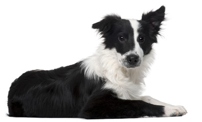 Border Collie, 4 months old, lying in front of white background