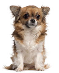 Chihuahua, 3 years old, sitting in front of white background