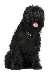 Briard, 3 years old, sitting in front of white background