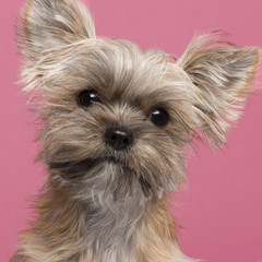 Close-up of Mixed-breed dog, 7 months old