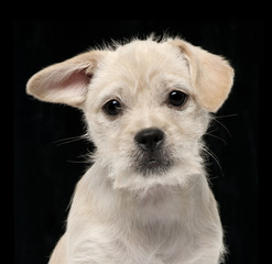 Fototapeta premium Close-up of Mixed-breed puppy, 4 months old