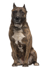 American Staffordshire Terrier dog, 12 years old, sitting
