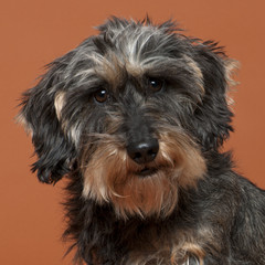 Close-up of Dachshund, 8 years old