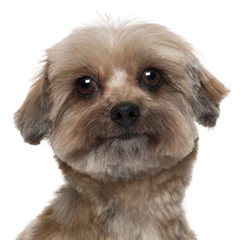 Close-up of Shih tzu, 5 years old, in front of white background