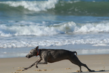 WHIPPET