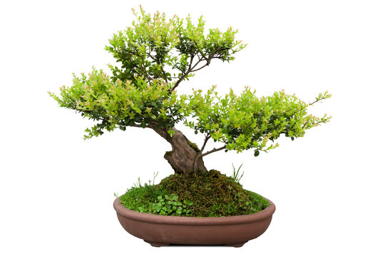bonsai tree of elm