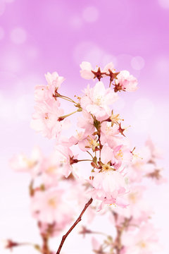 Spring pink blossoms on shiny blur pink background
