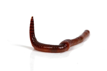 Regenwurm © Klaus Eppele