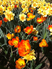 tulipes dans le jardin