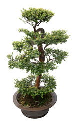 Fototapeta na wymiar green bonsai tree