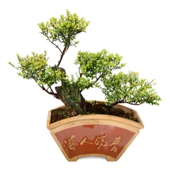 Crédence de cuisine en verre imprimé Bonsaï bonsai tree