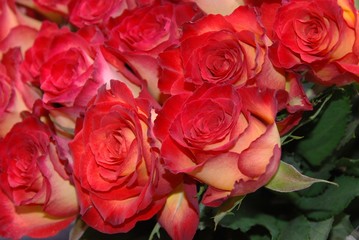 bouquet di rose