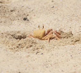 Red Sea ghost crab in burrow