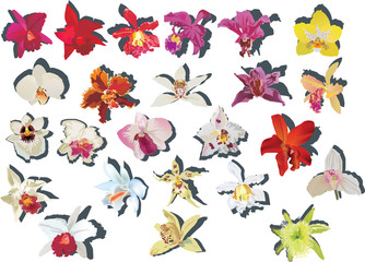 Fototapeta na wymiar twenty four orchids with shadows collection
