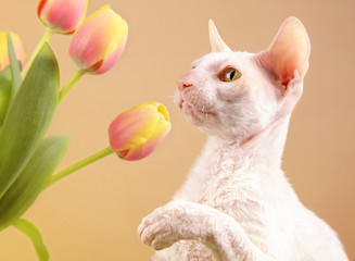 Cornish Rex Cat © V. J. Matthew