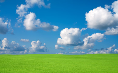 Green grass and sky